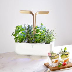 Véritable CONNECT - alb/champagne + 4 rezerve de plante