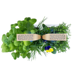 Véritable CONNECT - alb/champagne + 4 rezerve de plante