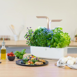 Véritable CONNECT - alb/champagne + 4 rezerve de plante