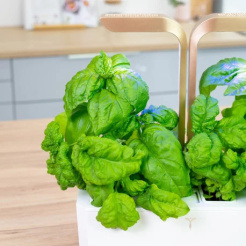 Véritable Lingot Mamut Basil