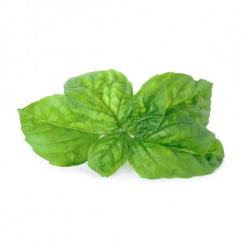Véritable Lingot Mamut Basil