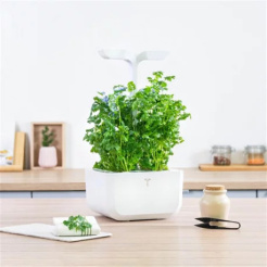 Coriandru Véritable Lingot