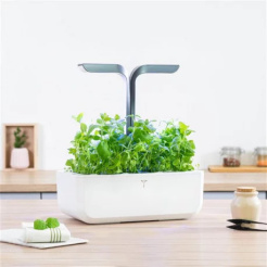 Véritable Lingot Mentă marocană - BIO