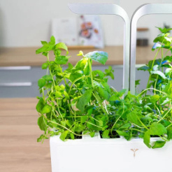 Véritable Lingot Mentă marocană - BIO