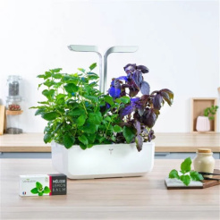 Véritable Lingot Balsam de lămâie - BIO