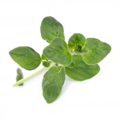 Véritable Lingot Oregano - Organic