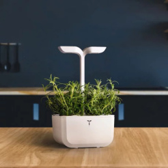 Véritable Lingot Rozmarin