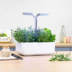 Véritable Lingot Rozmarin