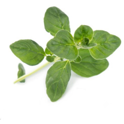 Véritable Lingot Busuioc dulce - Organic