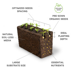 Véritable Lingot Busuioc dulce - Organic