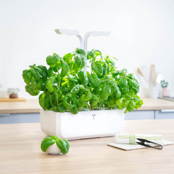 Véritable Lingot Busuioc dulce - Organic