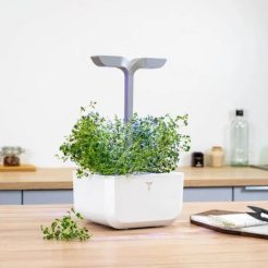 Véritable Lingot Thyme - BIO