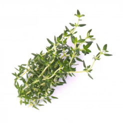 Véritable Lingot Thyme - BIO