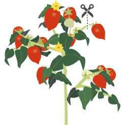 Véritable Lingot Roșii roșii mini