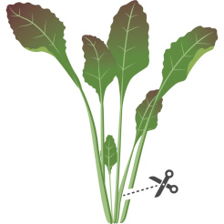 Véritable Lingot Muștar roșu cu frunze - BIO