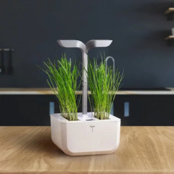 Veritable Lingot Arpagic chinezesc - BIO