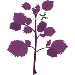 Véritable Lingot Shiso violet - BIO