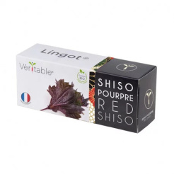 Véritable Lingot Shiso violet - BIO