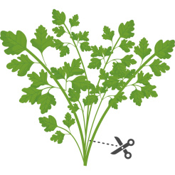 Véritable Lingot Pătrunjel japonez Mitsuba