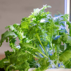 Véritable Lingot Muștar Wasabi - BIO