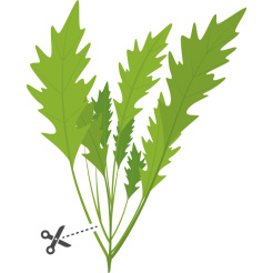 Véritable Lingot Muștar Wasabi - BIO