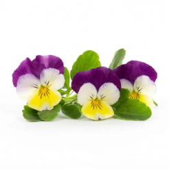 Véritable Lingot Pansy - BIO