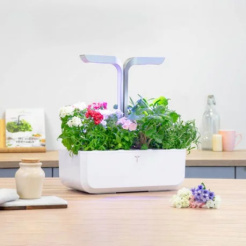 Véritable Lingot Flox