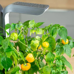 Véritable Lingot Mini paprika galbenă - BIO