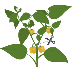 Véritable Lingot Mini paprika galbenă - BIO