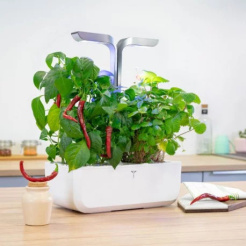 Véritable Lingot Ardei iute Cayenne