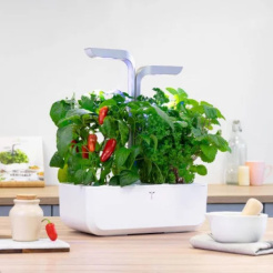 Véritable Lingot Ardei iute Jalapeño