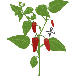 Véritable Lingot Ardei iute Jalapeño