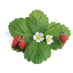 Căpșuni roșii sălbatice Véritable Lingot