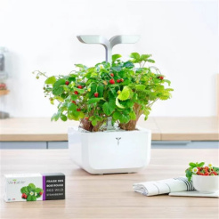 Căpșuni roșii sălbatice Véritable Lingot