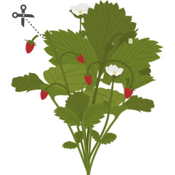 Căpșuni roșii sălbatice Véritable Lingot