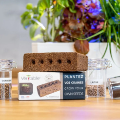 Veritable Lingot - fără semințe