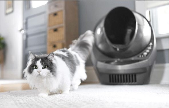 Soluție rapidă și pentru mai multe pisici în casă