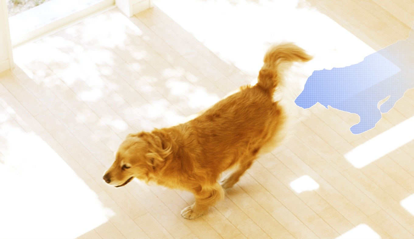 Detectarea mișcării