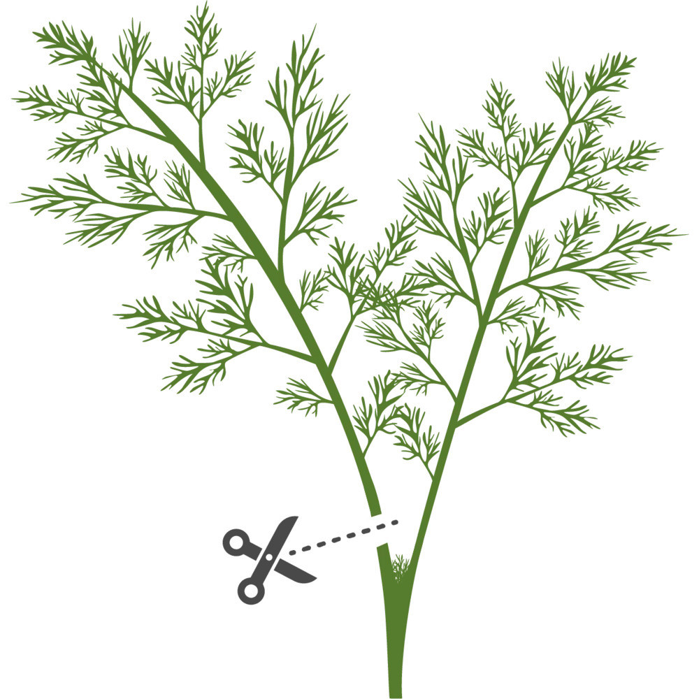 Sfaturi pentru cultivarea cu succes