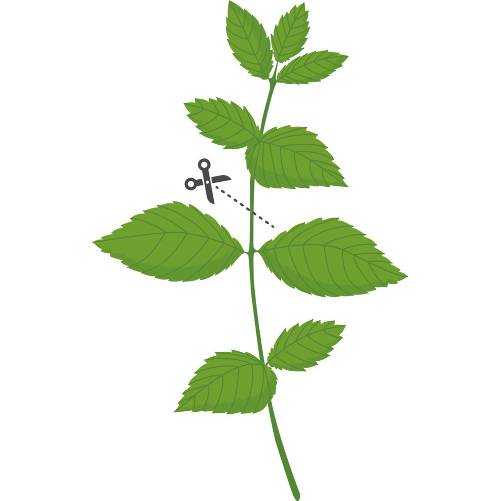 Sfaturi pentru cultivarea cu succes