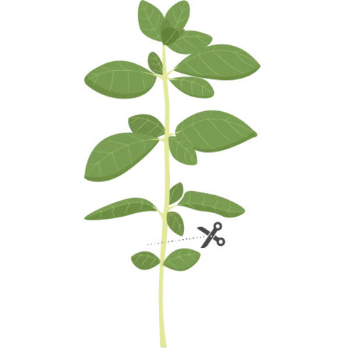 Sfaturi pentru cultivarea cu succes