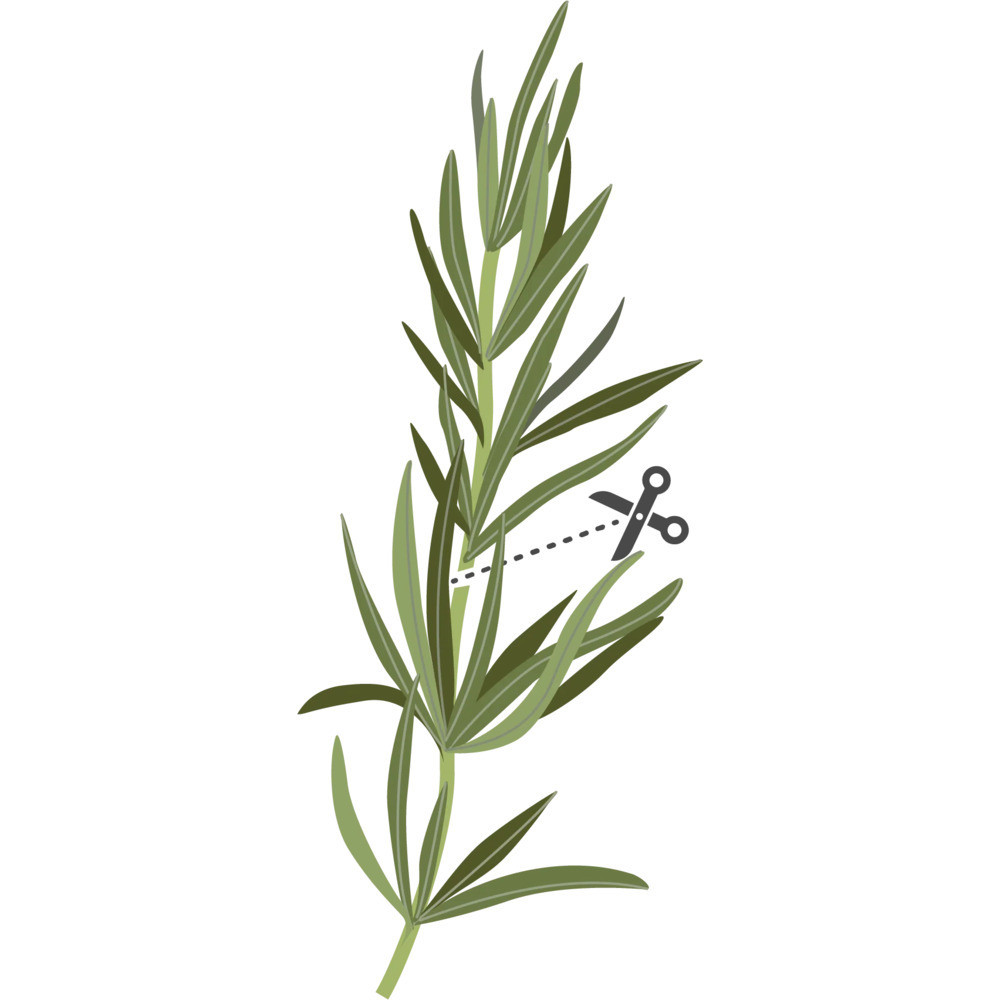 Sfaturi pentru cultivarea cu succes