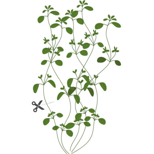 Sfaturi pentru cultivarea cu succes