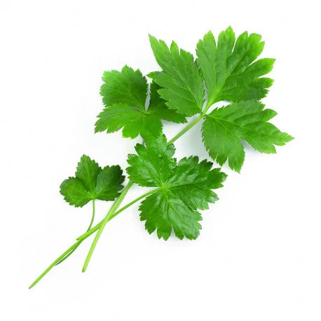 Véritable Lingot Pătrunjel japonez Mitsuba