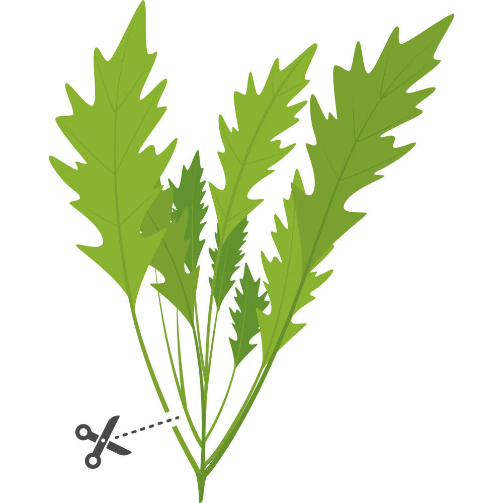 Sfaturi pentru cultivarea cu succes