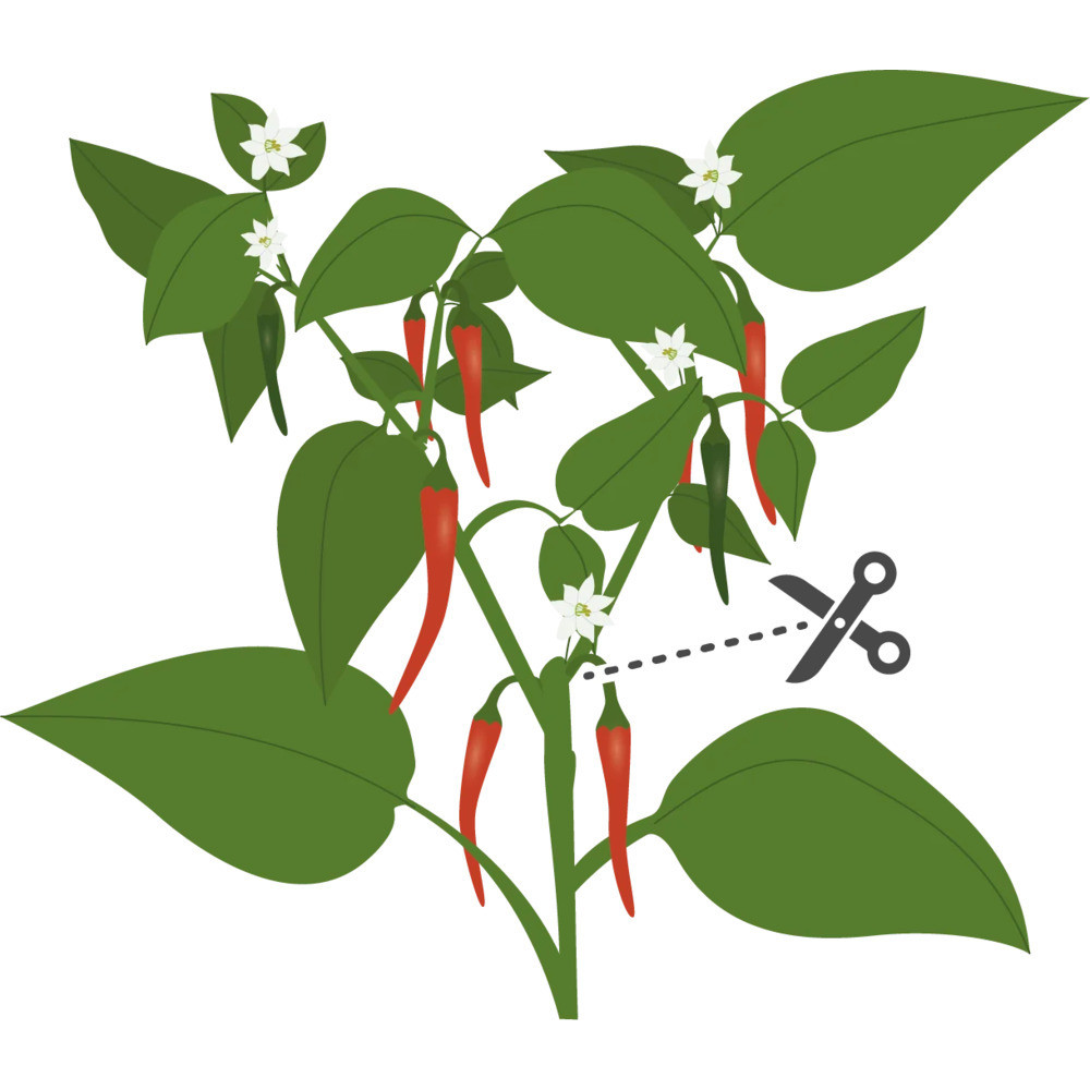 Sfaturi pentru cultivarea cu succes